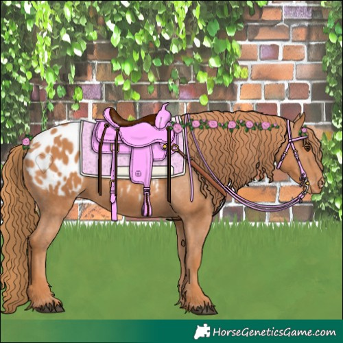 Horse Color:Chestnut Appaloosa