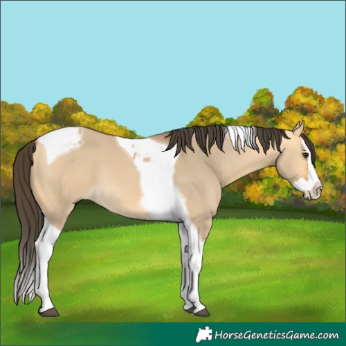 Horse Color:Buckskin Dun Splash Tobiano 