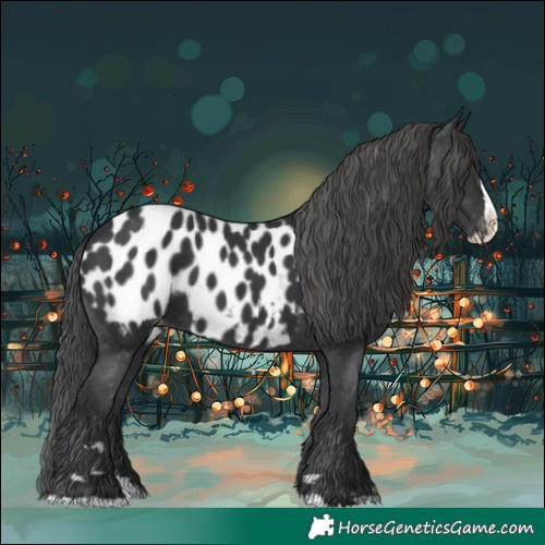 Horse Color:Black Splash Appaloosa 