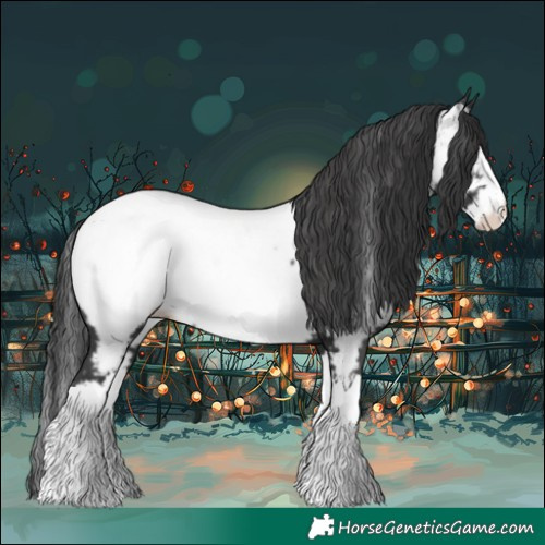 Horse Color:Black Splash Appaloosa 