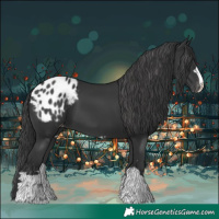 Horse Color:Black Blanket