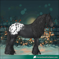 Horse Color:Black Blanket 