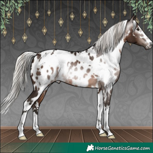 Horse Color:Gray White Spotted Silver Bay Appaloosa