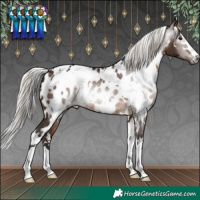Horse Color:Gray White Spotted Silver Bay Near Leopard