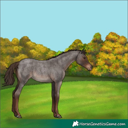Horse Color:Liver Red Roan
