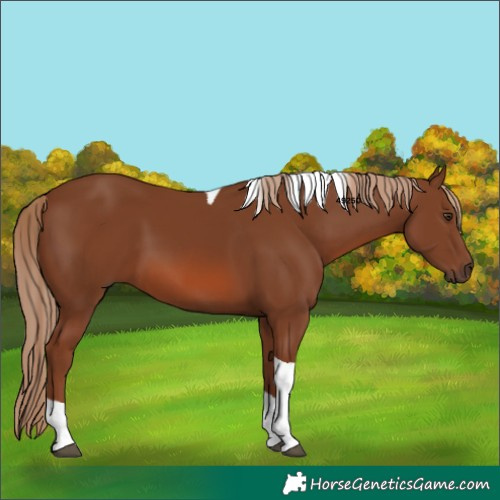 Horse Color:Chestnut Tobiano 