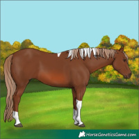 Horse Color:Chestnut Tobiano