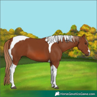 Horse Color:Chestnut Tobiano