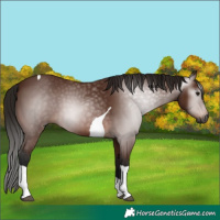 Horse Color:Gray Bay Tobiano