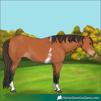 Horse Color:Bay Tobiano