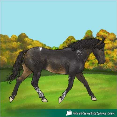 Horse Color:Buckskin Tobiano 
