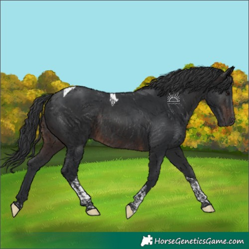 Horse Color:Brown Tobiano Rabicano 