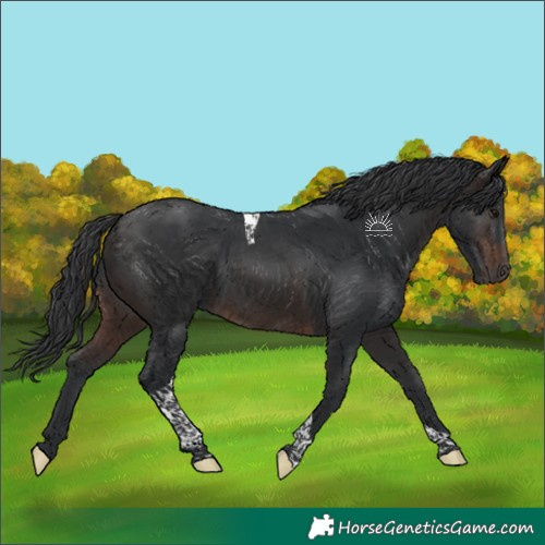 Horse Color:Brown Tobiano 