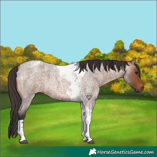 Horse Color:Bay Roan Tobiano 