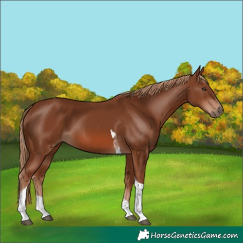 Horse Color:Chestnut Tobiano 