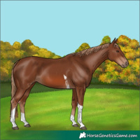 Horse Color:Chestnut Tobiano 
