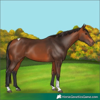 Horse Color:Bay Tobiano