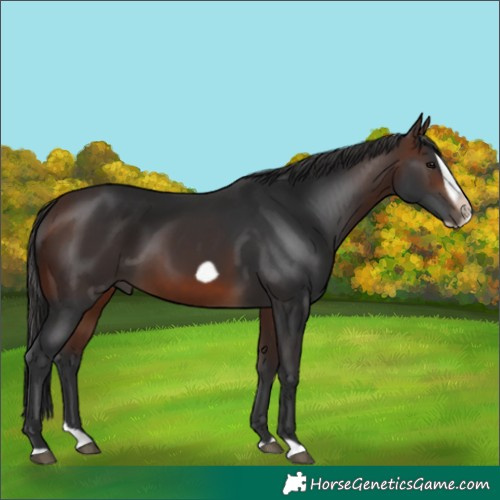 Horse Color:Brown Splash Frame 