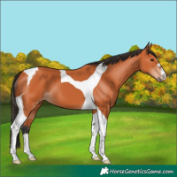 Horse Color:Bay Tobiano 