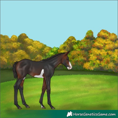 Horse Color:Bay Frame 