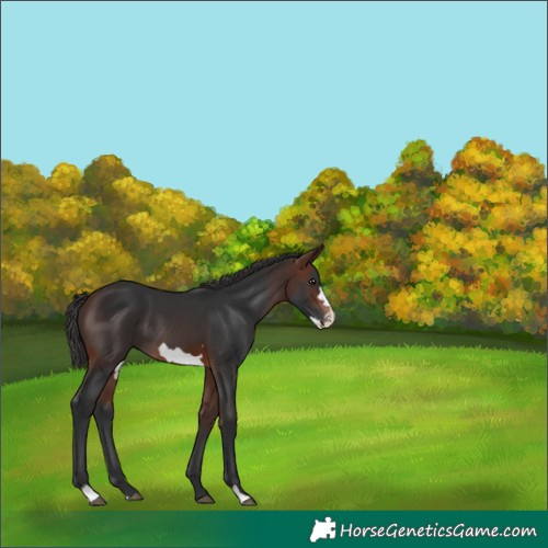 Horse Color:Brown Frame 