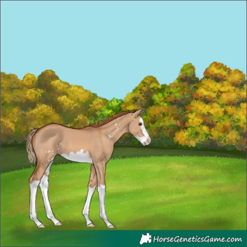 Horse Color:Red Dun Splash Frame 