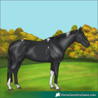 Horse Color:Black Tobiano 