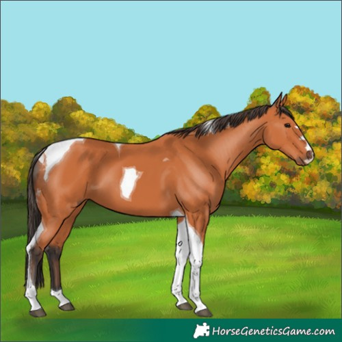 Horse Color:Bay Tobiano 