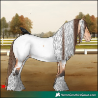 Horse Color:White Spotted Bay Dun Appaloosa