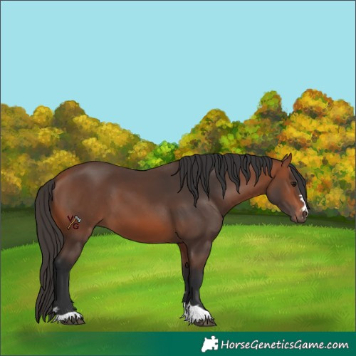 Horse Color:Unknown 