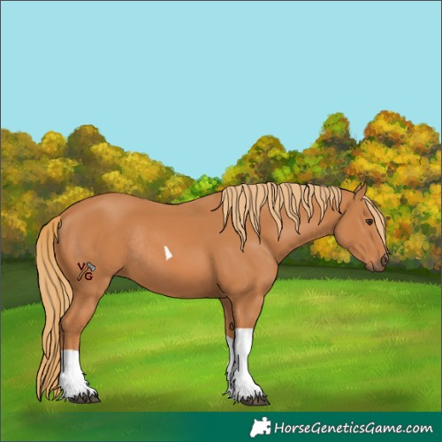 Horse Color:Unknown 