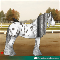Horse Color:White Spotted Grullo Splash Leopard