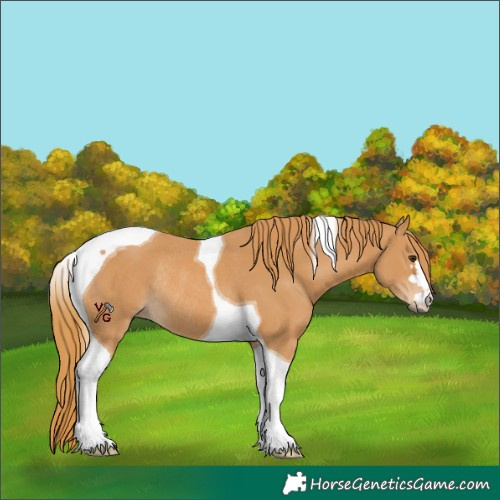 Horse Color:Unknown 