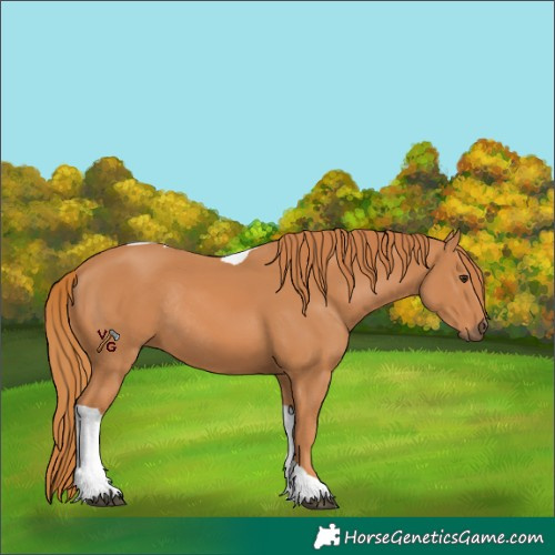 Horse Color:Unknown 