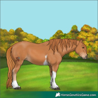 Horse Color:Unknown 