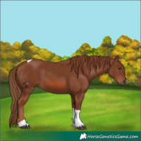 Horse Color:Unknown 