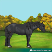 Horse Color:Unknown 