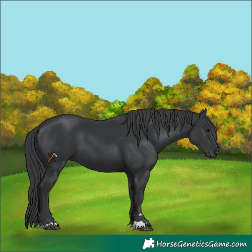 Horse Color:Unknown 