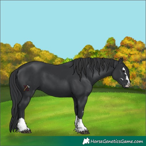 Horse Color:Unknown 