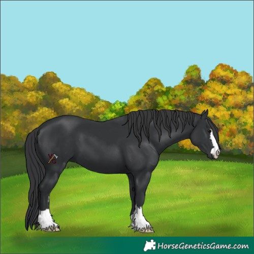 Horse Color:Unknown 
