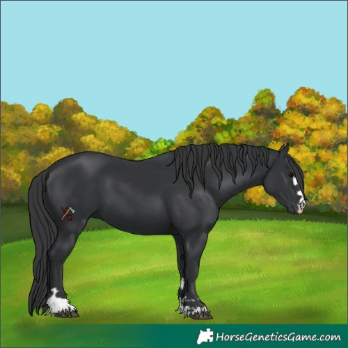 Horse Color:Black 