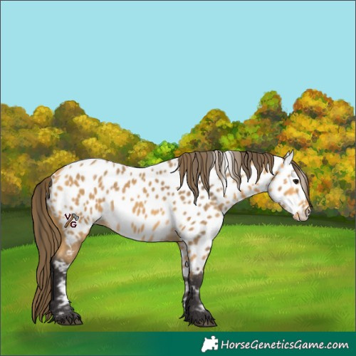 Horse Color:Unknown 