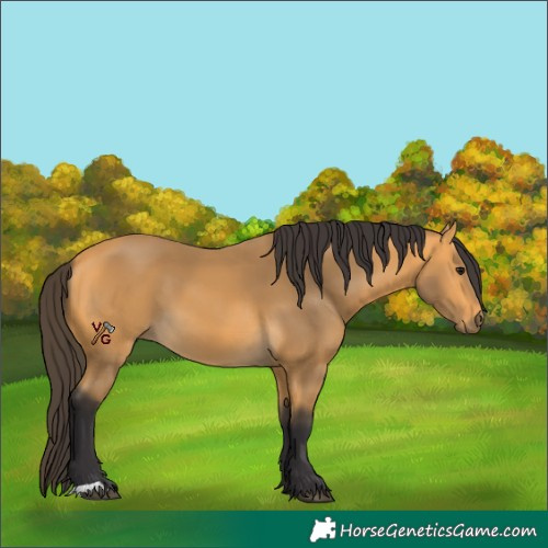 Horse Color:Unknown