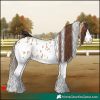 Horse Color:White Spotted Bay Dun Splash Blanket