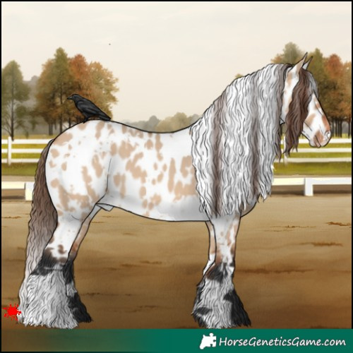 Horse Color:White Spotted Bay Dun Appaloosa