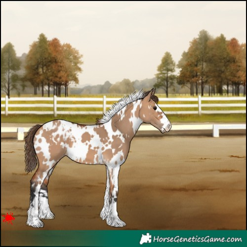 Horse Color:White Spotted Bay Dun Appaloosa 