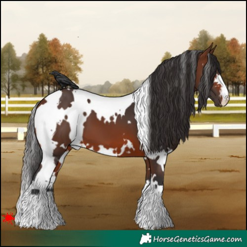 Horse Color:White Spotted Brown 