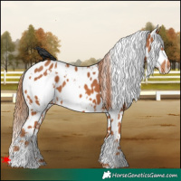 Horse Color:White Spotted Chestnut Leopard 
