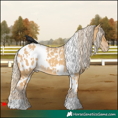 Horse Color:White Spotted Palomino Dun Appaloosa 