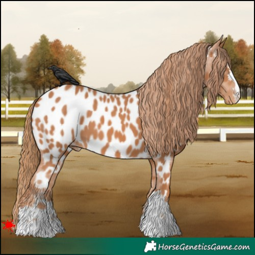 Horse Color:Chestnut Near Leopard